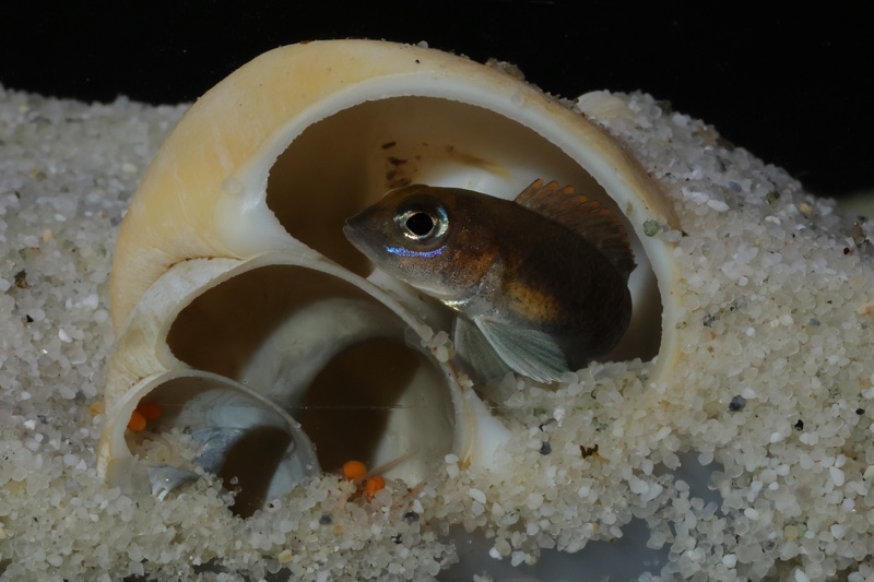 Lamprologus ornatipinnis 'Mwamgongo'